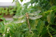 libelle