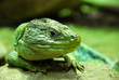 Eidechse / Lizard