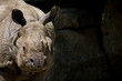 Foto: Weibliches Breitmaulnashorn Weibliches Breitmaulnashorn