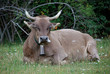 Cow in the Pyrenees / Kuh in den Pyrenäen