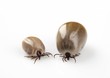 Foto: Two blood-sucking ticks Two blood-sucking ticks