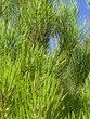 Coniferas 4