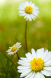 daisy flower, paquerettes sur un fond de pelouse verte