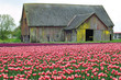 Old barn in the field of Red Tulips