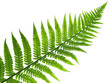 leaf of fern