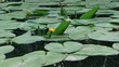 Water lilies, Ohrid Lake, Macedonia