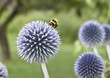Bumblebee on a globe thistle