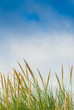végétation naturelle et ciel bleu