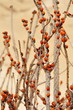 tree full of ladybugs tree full of ladybugs