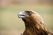 Golden Eagle. Aquila chrysaetos.