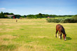 Horses on farmland in summer Horses on farmland in summer