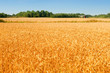 wheat field wheat field