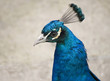Photo: Cobalt blue Peacock Cobalt blue Peacock