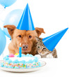 Pet birthday party Pet birthday party