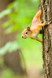 Photo: squirrel squirrel