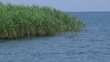 Reeds and blue sky, Ohrid Lake, Macedonia Reeds and blue sky, Ohrid Lake, Macedonia
