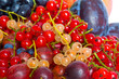 fresh fruits and berry. isolated on  white background