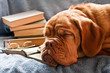 Dog Learning