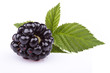 The blackberry The blackberry