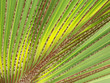 feuille de palmier-latanier feuille de palmier-latanier