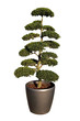 Arbre en nuage
