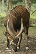 Bongo