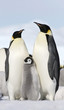 Emperor penguins (Aptenodytes forsteri)