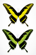 Vector: Butterflies Butterflies