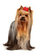 The Yorkshire Terrier of show class isolated on white background