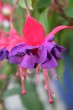 Fuchsienblüte in Lila-Pink Fuchsienblüte in Lila-Pink