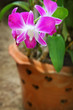 Pink Orchid