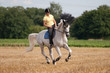 Schimmel - Reitpferd