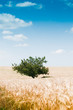 Beautiful rural landscape with tree