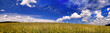 Beautiful panorama of wheat fields Beautiful panorama of wheat fields