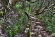 madeira