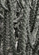 cactus 2