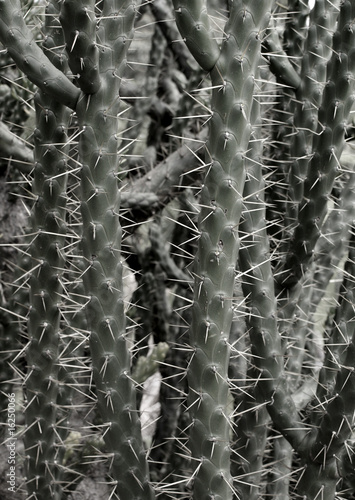 cactus 2