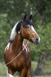 Young brown and white pony