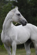 Photo en ligne au meilleur prix silver white hannover