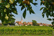 paysage alsacienne