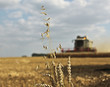 Wheat in front of a harvest machine - Mähdrescher auf dem Feled