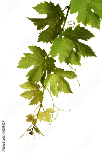 Weinranke