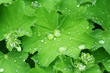 Tautropfen