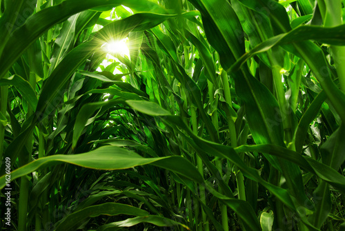 Photo: Corn Field Corn Field
