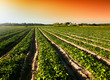 Cultivated Land Cultivated Land
