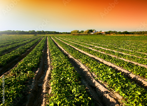Photo: Cultivated Land Cultivated Land