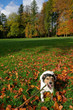 Hund im herbstlichen Park
