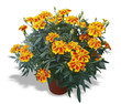 oeillet triploide sunburst - 1