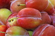 close up plums