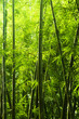 Bamboo forest